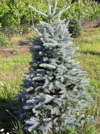 bluespruce