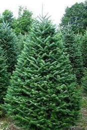 fraser-fir