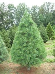 white-pine